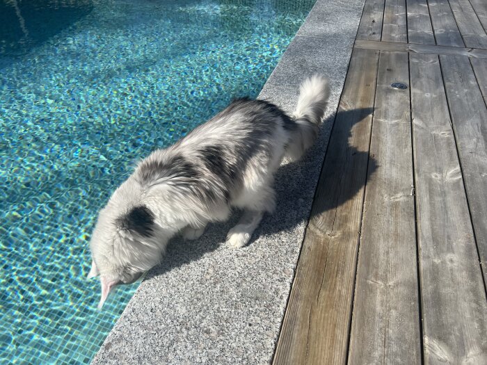 Hund vid poolkant tittar ner i vattnet, funderar på att simma.