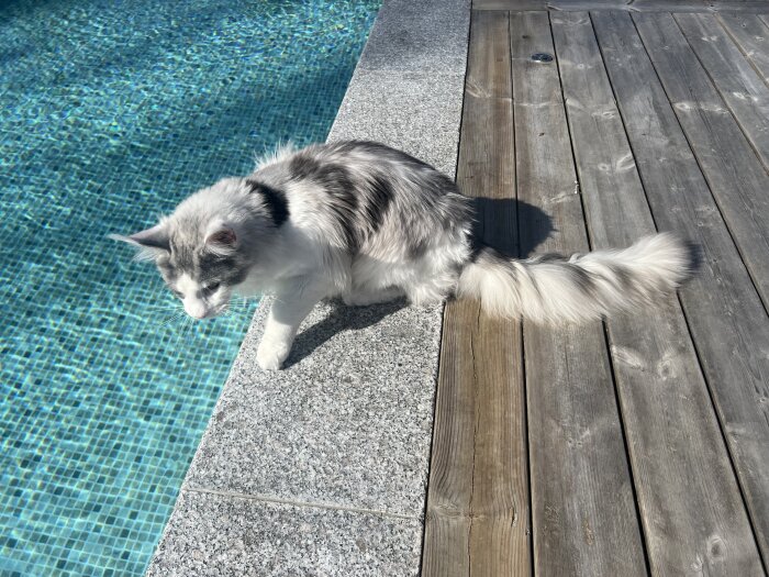 Katt tvekar vid poolkanten på trätrall, funderar på att simma.