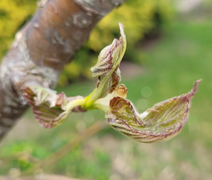 Näsduksträd med utslående blad som kan vara en början till blomma.