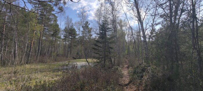 Panoramavy av en stig genom en ljus, blandad skog med bok, tall och björk i dagsljus.