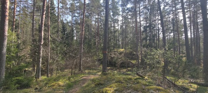 Soligt skogslandskap med höga barrträd, grönmossig mark och en liten trampad stig.