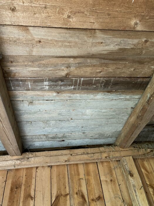Vitt mögelliknande tillväxt på undersidan av loftets trägolv i en oisolerad lada från 1937 med synliga takbjälkar.