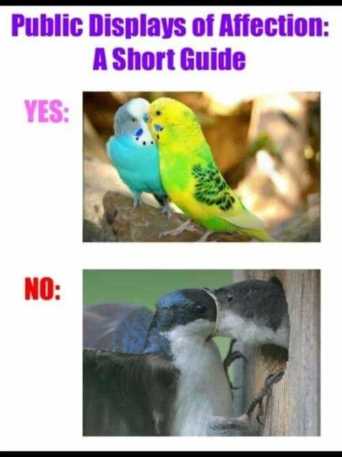 Två bilder med texten "Public Displays of Affection: A Short Guide", övre bilden visar myskande undulater, nedre visar fåglar som ser ut att slåss.