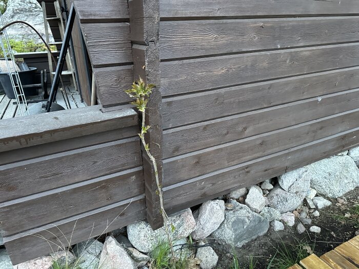 Hörnet av en brun trästuga med en ung växt som växer vid basen, belägen på en grund av sten och grus.