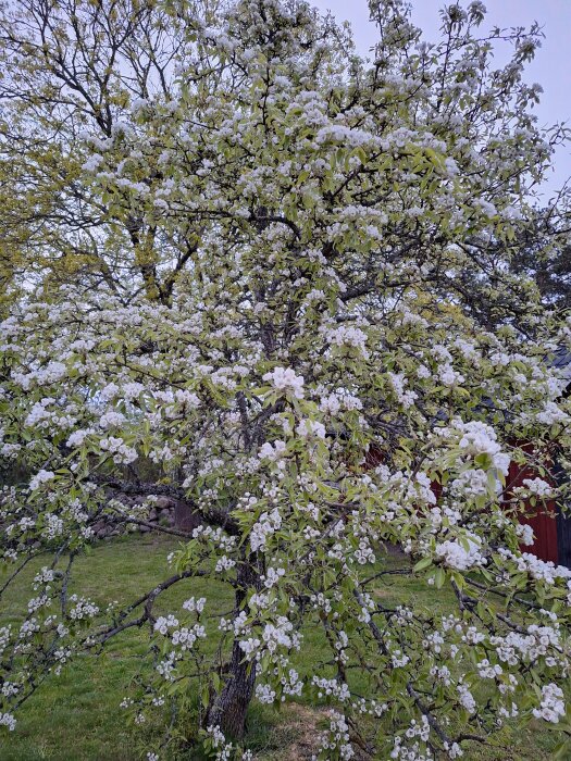 Päronträd i full blom med vita blommor mot en bakgrund av gröna träd och en röd byggnad.