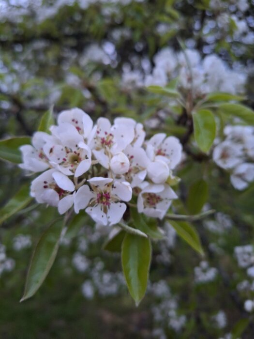 Närbild på vita päronblommor med gröna blad och suddig bakgrund av trädgården.