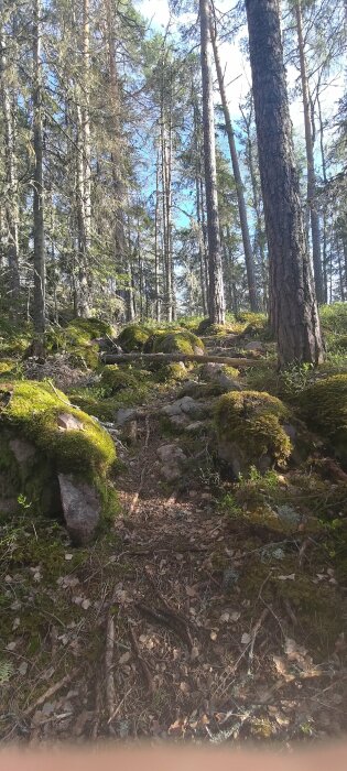 Stig genom en skog med mossa täckta stenar och höga träd mot en klarblå himmel.