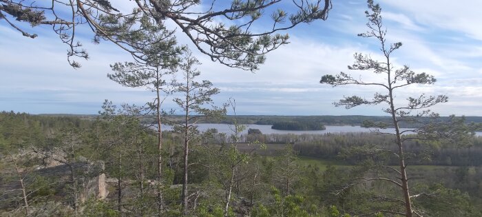 Vy över skog och en sjö med tallar i förgrunden och en blå himmel med lite moln.
