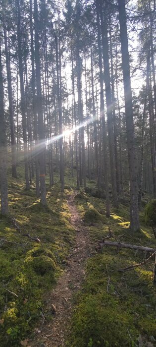 Stig i en skog med solstrålar som strålar genom trädkronorna och mossbeklädda marken.
