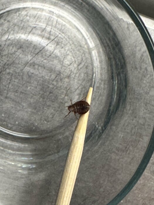 Insekt på en tandpetare mot bakgrund av en glasburk, eventuell vägglus.