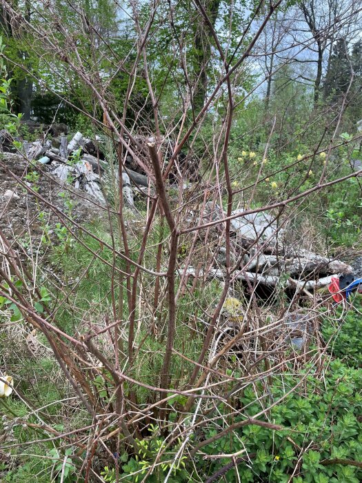 Vildvuxet område med grenar som troligen är Parkslide före blomning, med en otydlig bakgrund av skräp och vegetation.