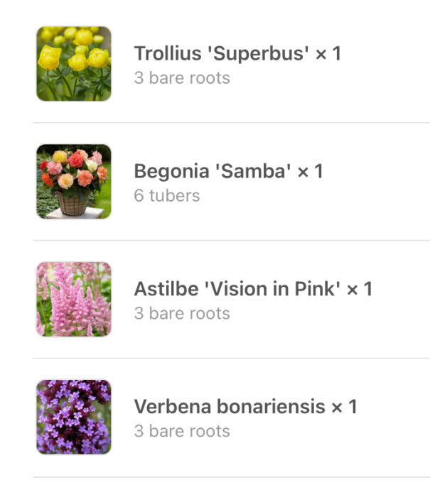 Bilder på fyra olika växter: Trollius 'Superbus', Begonia 'Samba', Astilbe 'Vision in Pink', Verbena bonariensis.