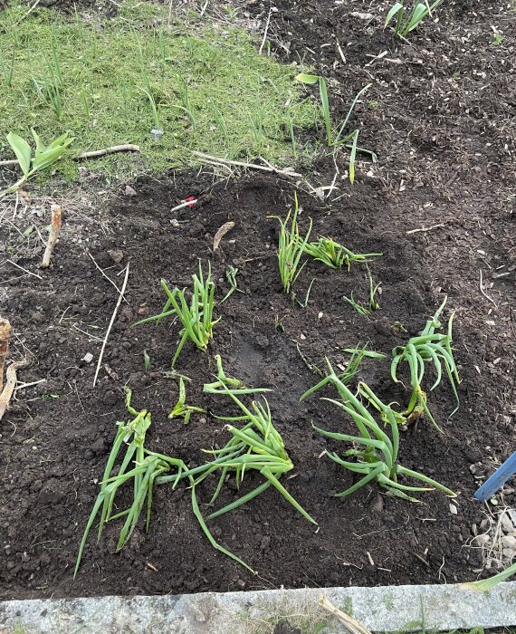 Nyplanterade vitkål, blomkål, brokolo romanesco och grönkål i jordgång vid skymningen.