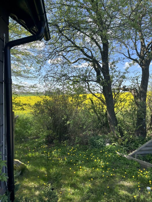 Utsikt från hus mot blommande gult fält, träd, och gräsmatta med maskrosor.