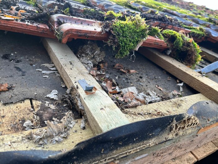 Närbild på en skadad takkonstruktion med mossa och löv på gamla takpannor och röta i träbjälkar.