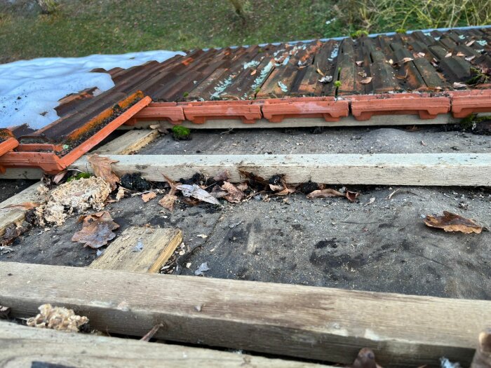 Delvis demonterat tak med tegelpannor och träbjälkar, vissa täckta med mossa och löv.