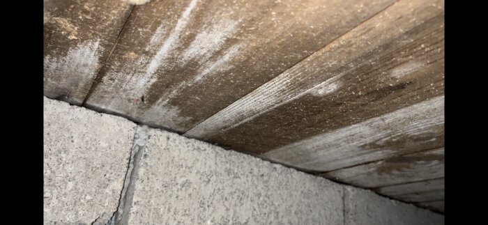 Fukt- och mögelskadade träbjälkar i en krypgrund med synlig betonggrund.