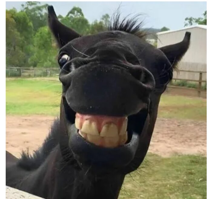 Svart häst som ser ut att skratta med öppen mun och synliga tänder.