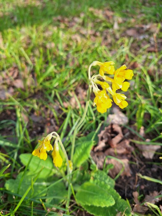 Gula gullvivor som blommar med gröna blad och gräs i bakgrunden.