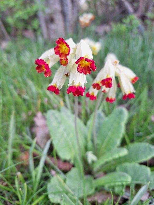 Blommande gyllenlack med rödgula blommor mot en suddig naturbakgrund.