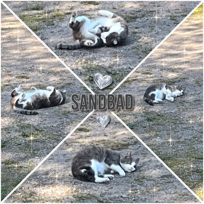 Katt som rullar sig och vilar på marken i olika positioner med texten "SANDBAD" och hjärtsymboler.
