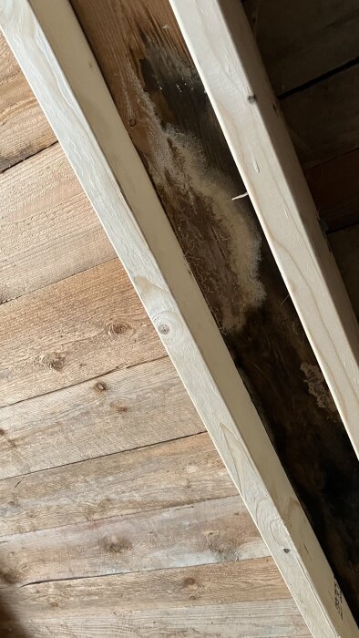 Träbjälke med fukt- eller mögelskada intill två friska bärlinor i ett takkonstruktion.