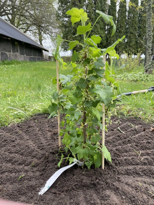 Nyplanterad Balsgård Martin vinbärsbuske i jord med början till blommor, i ett trädgårdsland.