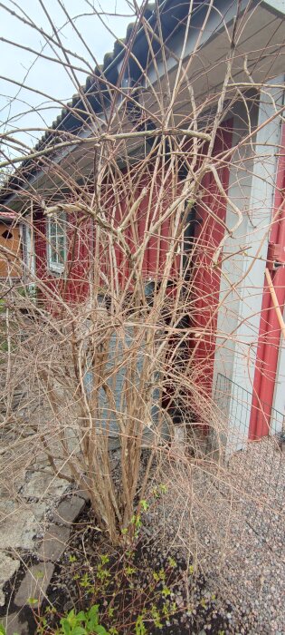 Gles paradisbuske med få blad framför ett rött hus, tecken på liv vid beskärning.