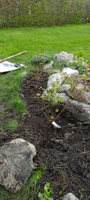 Nyplanterade blåbärsplantor med skyddande duk, omgivna av täckbark och stenar i en trädgård.