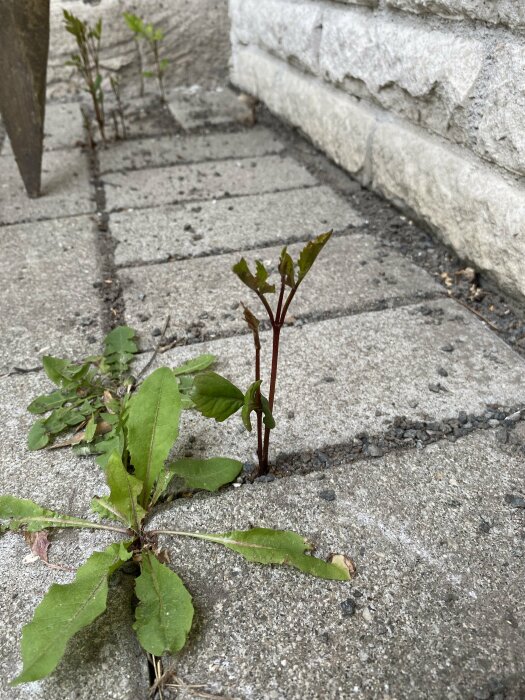 Växtskott som misstänks vara parkslide växande mellan trottoarplattor intill en husvägg.
