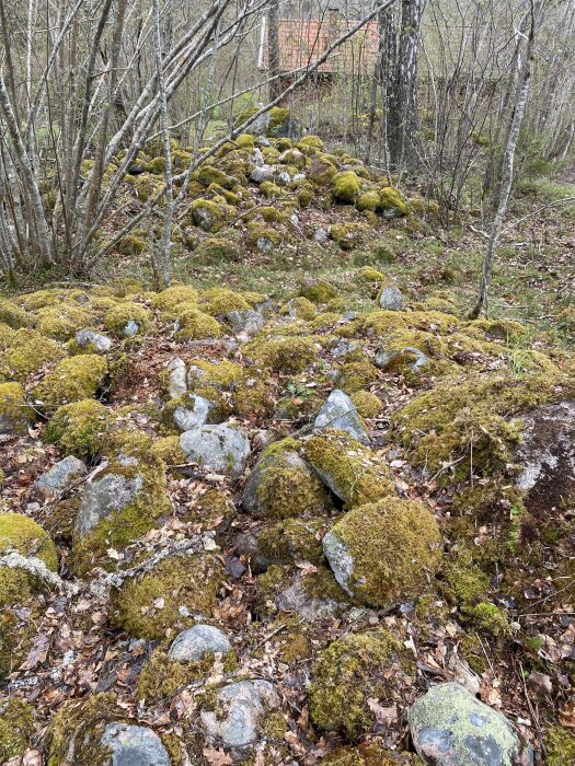 Gamla mossbeklädda stenar i en skog, med lövfällande träd i bakgrunden.