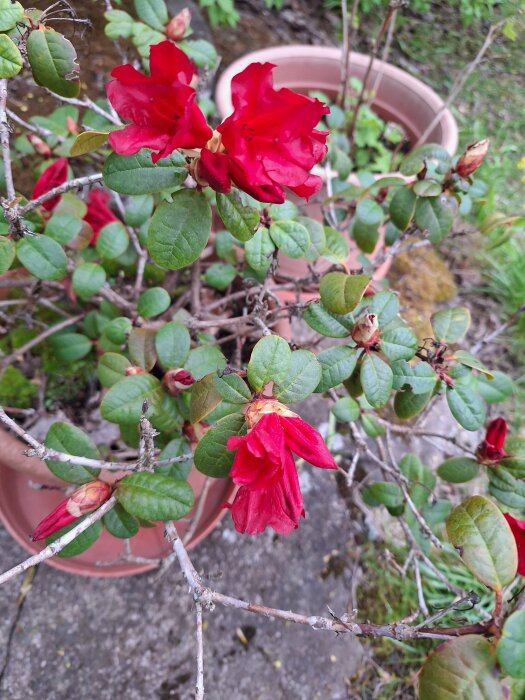 Blommande röd rhododendron i kruka med knoppar och gröna blad.