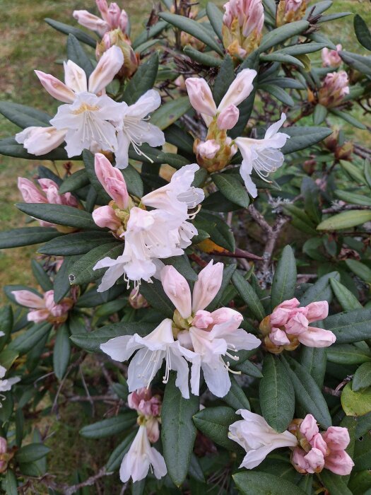 Vitblommande rhododendron med knoppar och gröna blad.