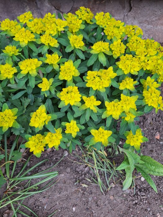 Blommande gultörel med intensivt gula blommor och gröna blad mot jordbakgrund.