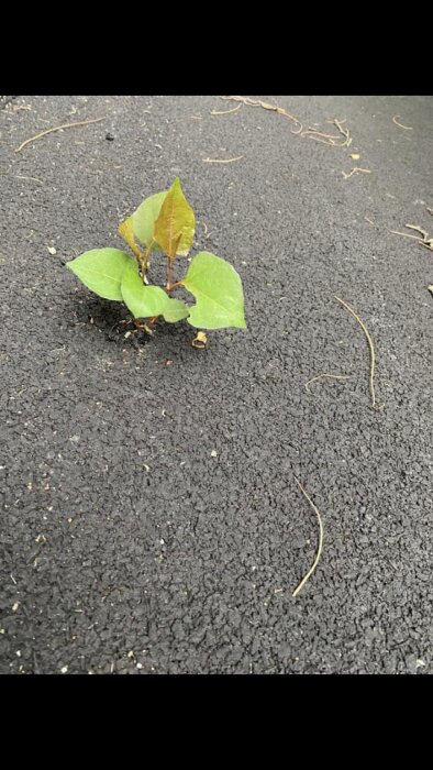En planta som växer genom asfaltytan på en väg.