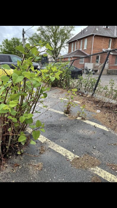 Övergiven parkeringsplats med växter som tar över, markerade parkeringsrutor och byggnader i bakgrunden.