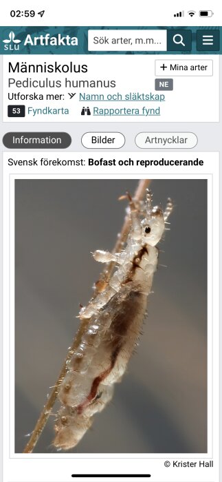 Närbild på en människolus (Pediculus humanus) som visas på en biologisk informationssida.