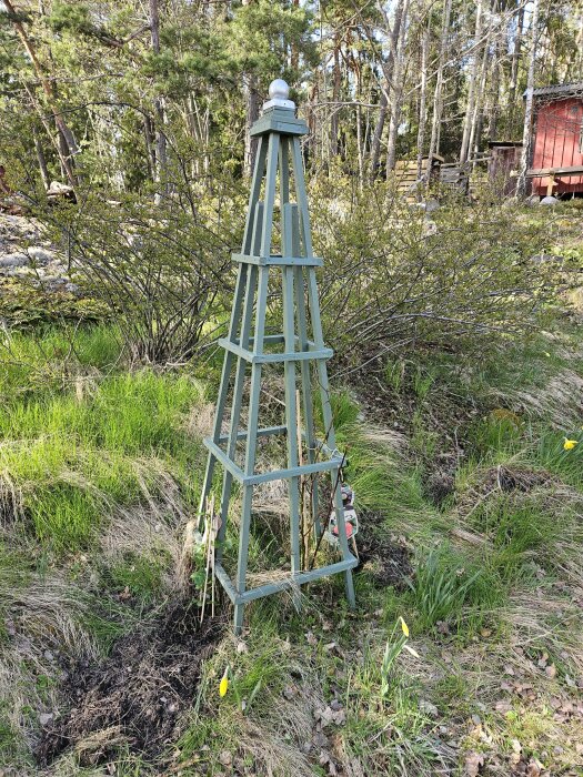 En grön rosentorn i ett trädgårdsland med spår av rådjurbetning på nyligen planterade rosor.