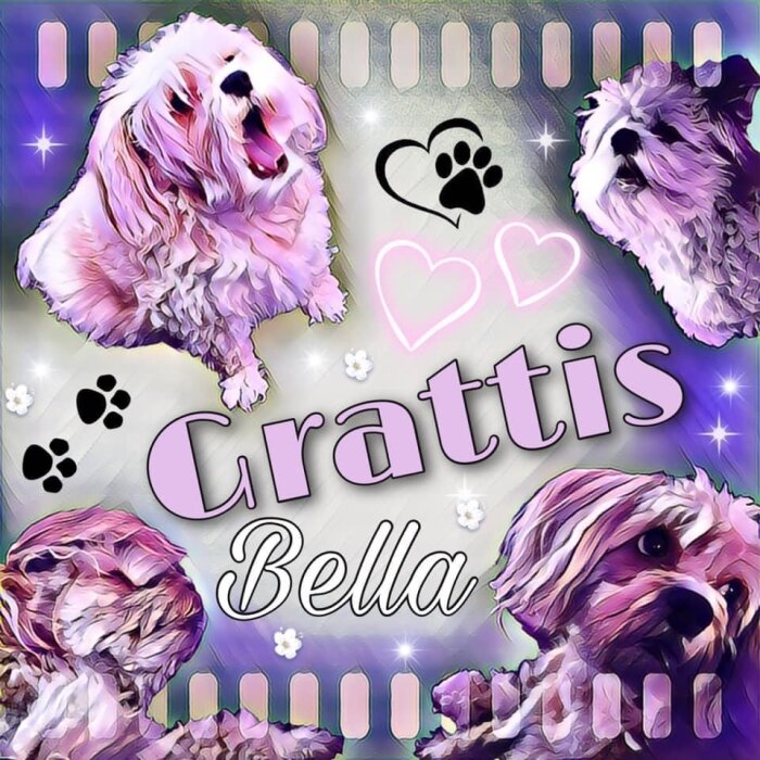 Montage av olika bilder på en hund med texten "Grattis Bella", dekorerat med hjärtan och tassavtryck på en glittrande lila bakgrund.