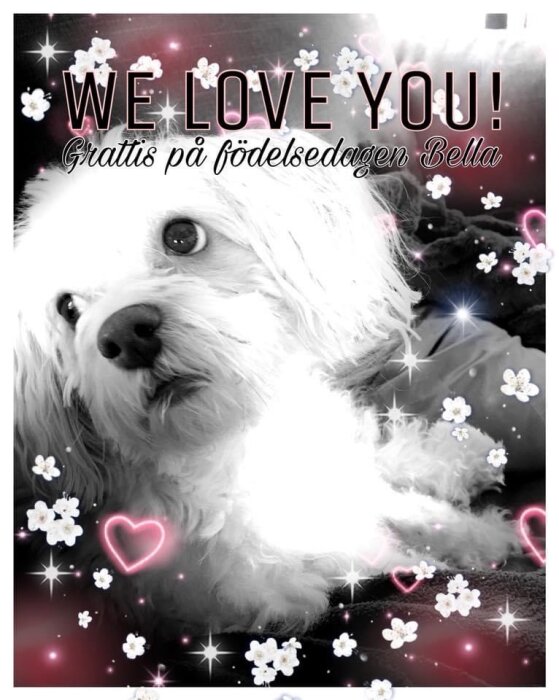 En minnesbild av en vit hund, Bella, med glittrande dekorationer och texten "We Love You! Grattis på födelsedagen Bella".