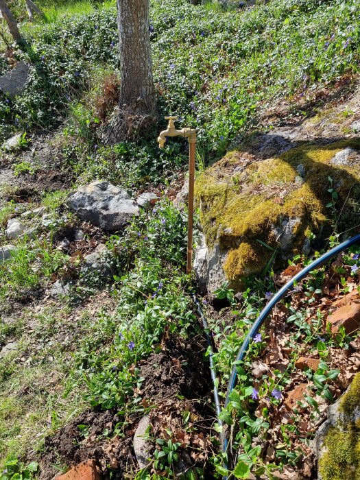 Trädgårdsprojekt med en nyinstallerad vattenkran i en blommande sluttning med växter och stenar.