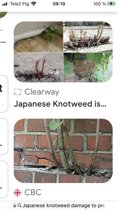 Kollage av fyra bilder som visar japansk parkslide (Japanese knotweed) och dess skador på byggnader och genom växt genom betong.