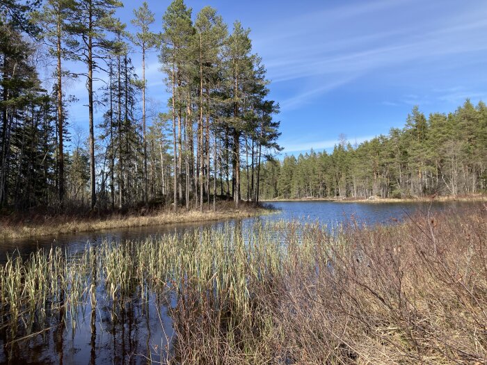 Skog omger en stilla sjö med vass i förgrunden under en klarblå himmel.