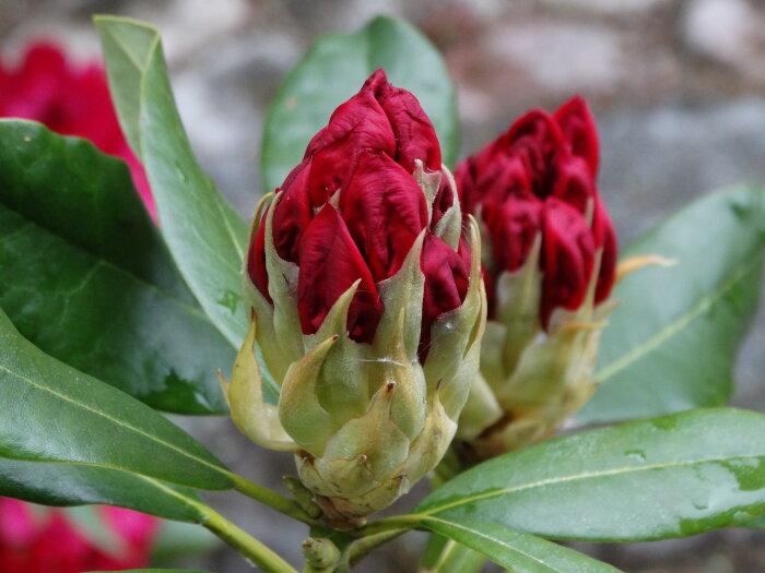 Två röda blomknoppar med gröna blad i fokus, sannolikt rhododendron, mot suddig bakgrund.