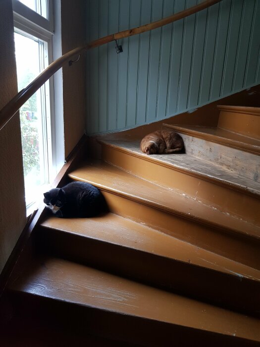 Två katter som vilar på en trätrappa, en sover på en trappsteg och den andra ligger och tittar ut genom fönstret.
