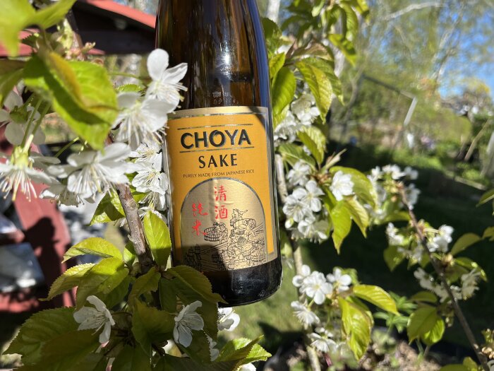 Flaska med Choya Sake bland vita körsbärsblommor i en trädgård.