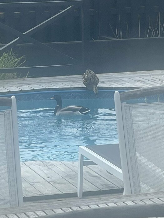 Två ankor i och vid kanten av en hemmapool omgärdad av trädäck och staket.