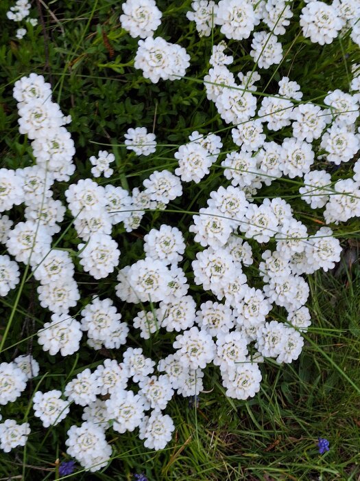 Vita blomklasar av sankt Pers nycklar med grönt bladverk i naturen.