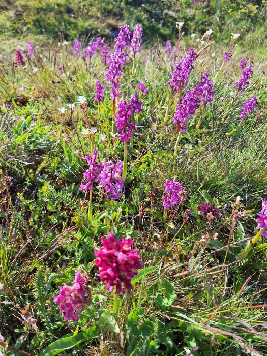 Orkidéer i naturen, Adam & Eva i förgrunden med rödare nyans, Sankt Pers nycklar i bakgrunden.