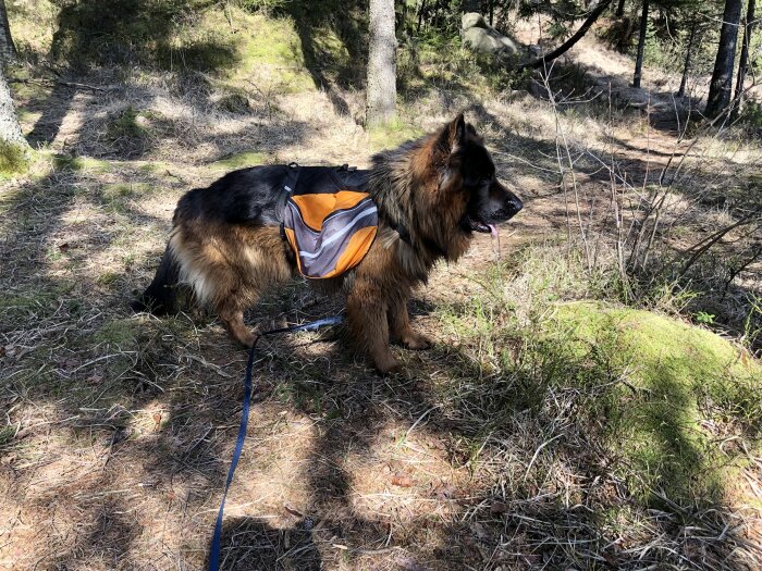 Långhårig hund med orange säkerhetsväst sittande i skogsmiljö.